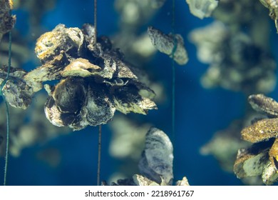 Aquaculture Of The Oyster Under The Sea