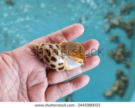 Aquacuture of areola babylon (spotted Babylon)in pond at the hatchery. Babylonia areolate is a species of sea snail, marine gastropod mollusk in the family Babyloniidae. Stock photo © 
