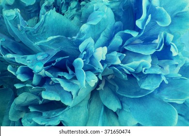 Aquamarine Peony Background