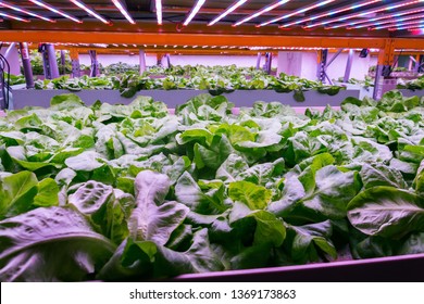 Aquaponics System Combines Fish Aquaculture With Hydroponics, Cultivating Lettuce Plants In Water Under Artificial Lighting