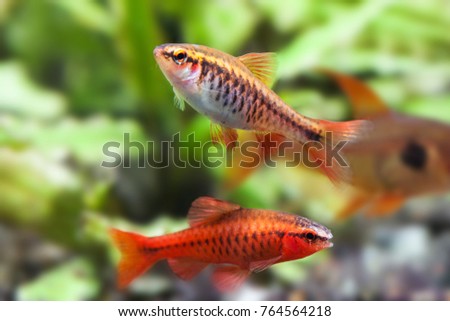 Aquaria still life scene, colorful freshwater fishes macro view, shallow depth of field. Cherry barb male fishes Puntius titteya Cyprinidae.