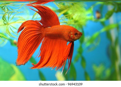 Aquarian fish swims in aquarium water