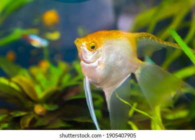 Aquarist Aqua Fish Pterophyllum Genus Fish Stock Photo 1905407905 ...