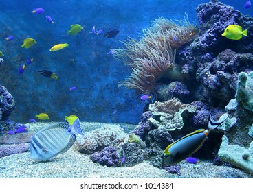aquarium
