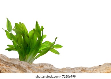 Aquarium Background. Rocks And Underwater Plant.