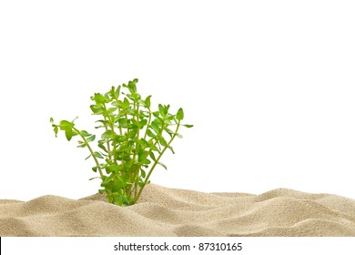 Aquarium Background. Sand And Underwater Plant.