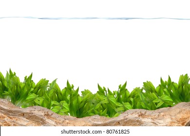 Aquarium background. Water plant and rock