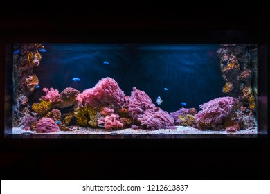 beautiful saltwater aquariums