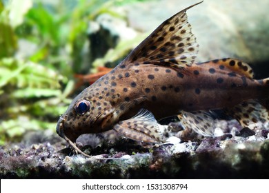 36 Upside down catfish Images, Stock Photos & Vectors | Shutterstock