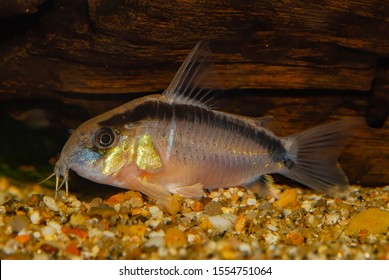 Aquarium catfish.Corydoras arcuatus has a couple of common names - arched cory or skunk cory and both allude to the black stripe that arches over the fish’s back from its nose to its tail.