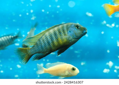 Aquarium cichlid fish blue background