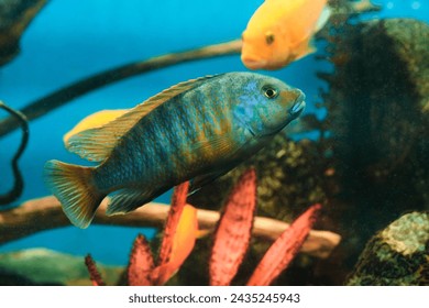 Aquarium cichlid fish blue background