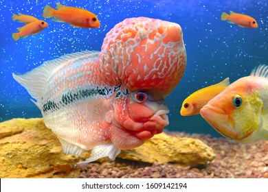 Aquarium colorful fish in deep blue water (flower horn, cichlasoma hybrid)