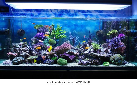 Aquarium Corals Reef