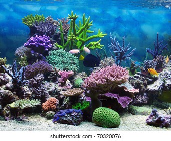 Aquarium corals reef