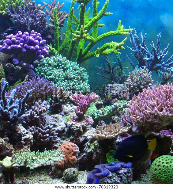 Aquarium Corals Reef Stock Photo (Edit Now) 70319320