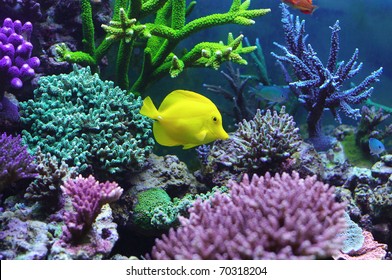 Aquarium corals reef Zebrasoma Flavescens