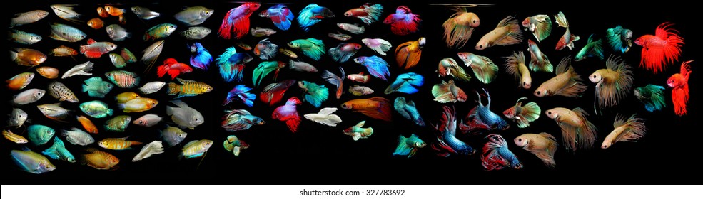 Aquarium Fish