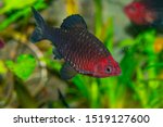 Aquarium fish.The black ruby barb (Pethia nigrofasciata) or purplehead barb is a tropical cyprinid fish endemic to Sri Lanka where it occurs in forested streams.