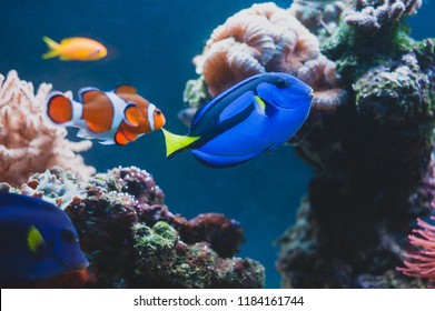 Aquarium Fish blue surgeonfish paracanthurus hepatus or blue tang, regal tang, palette surgeonfish.