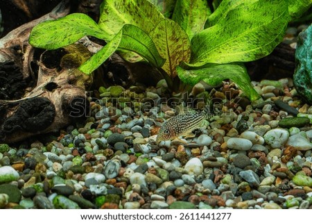 Aquarium fish catfish corydoras sterbai in a freshwater aquarium.
