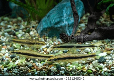 Aquarium fish catfish Crossocheilus siamensis (SAE) in a freshwater aquarium.