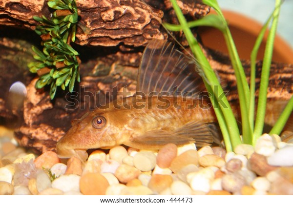 Aquarium Fish Chocolate Albino Plecostomus Stock Photo (Edit Now) 444473