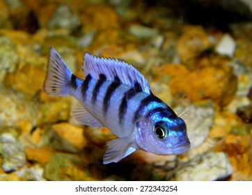 Aquarium Fish From Cichlidae Family.