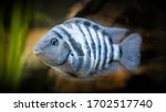 Aquarium fish close up. The fish is called zebra cichlid or convicted cichlid.