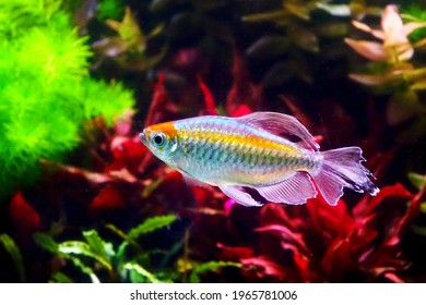 Aquarium fish : Congo tetra fish (Phenacogrammus interruptus) is a species of fish in the African tetra family, found in the central Congo River Basin in Africa.