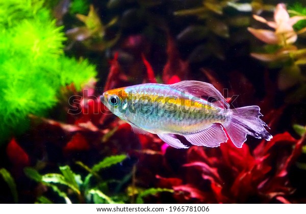 Aquarium fish : Congo tetra fish\
(Phenacogrammus interruptus) is a species of fish in the African\
tetra family, found in the central Congo River Basin in\
Africa.