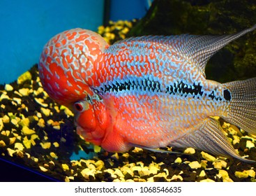 Aquarium Fish Flower Horn Stock Photo 1068546635 | Shutterstock