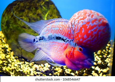 Aquarium Fish Flower Horn Stock Photo 1068546647 | Shutterstock