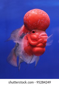 aquarium fish, flower horn fish on blue screen