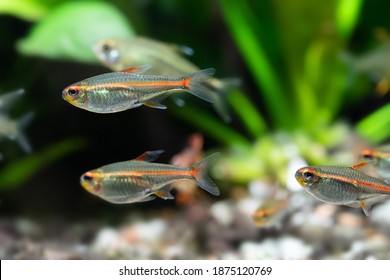 344 Black Neon Tetra Images, Stock Photos & Vectors | Shutterstock