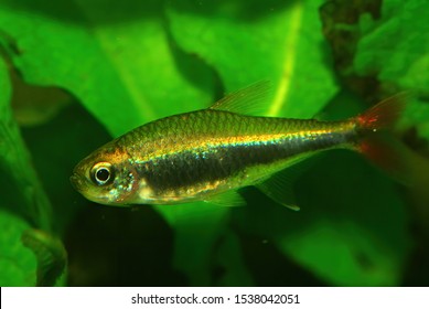 74 Characidae Family Images, Stock Photos & Vectors | Shutterstock