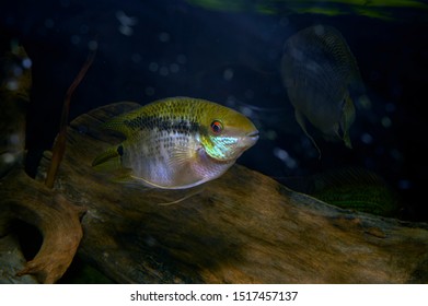 Aquarium Fish. Mesonauta Festiva, The Flag Cichlid, Is A Species Of Cichlid Native To The Paraná, Paraguay, Madre De Dios, Guaporé, Mamoré, Jamari And Tapajós River Basins In Brazil, Peru.