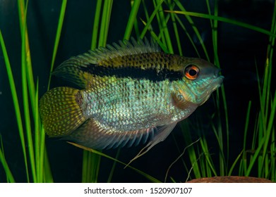 Aquarium Fish. Mesonauta Festiva, The Flag Cichlid, Is A Species Of Cichlid Native To The Paraná, Paraguay, Madre De Dios, Guaporé, Mamoré, Jamari And Tapajós River Basins In Brazil, Peru.