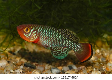 Aquarium fish. Nothobranchius rachovii, or the bluefin notho, is a species of freshwater annual killifish from Mozambique. - Shutterstock ID 1551744824