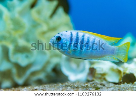 aquarium fish pseudotropheus zebra Stock photo © 