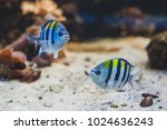 Aquarium fish - sergeant major or pÃ­ntano. Abudefduf saxatilis.