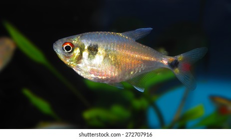 Aquarium Fish South America Hyphessobrycon Rosaceus Stock Photo ...