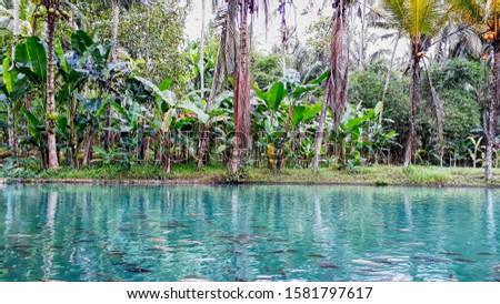 Similar – Pool with jungle