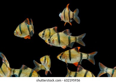 Aquarium fish ,The tiger barb fish, sumatra barb (Puntius tetrazona).