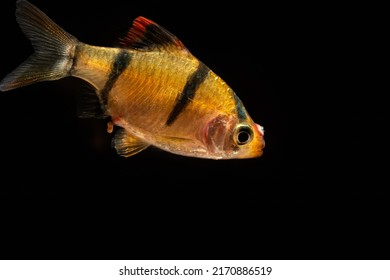 An aquarium fish - Tiger barb or Sumatra barb (Puntigrus tetrazona). A species of tropical cyprinid fish on black background.