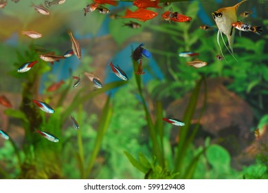 Aquarium Fish Tropical Fish ,