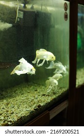 Aquarium Fish White King Koi. Big White Fish Are Talking In The Aquarium. Background And Texture. Pet Fish Food, Aquarium At Home