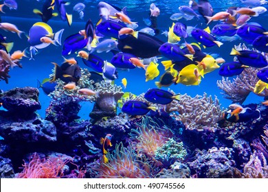 Aquarium Fish
Aquarium Fish Will Delight You With Its Unforgettable Beauty Of The Underwater World. 