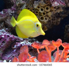aquarium fish zebrasoma