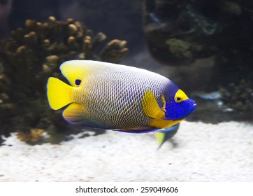 Aquarium fish-angel blue head.
It's quite timid, cautious fish, leading a solitary lifestyle. In the case of anxiety, it can produce loud sounds. - Shutterstock ID 259049606